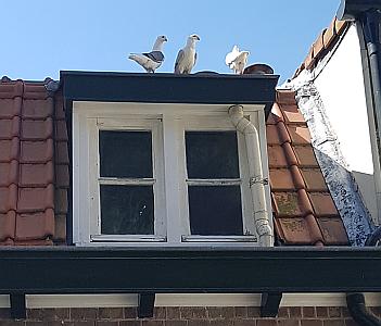 3 meeuwtjes Nathalie