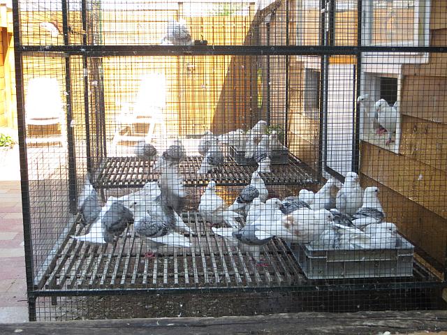 Lekker in Bad duiven bad 1