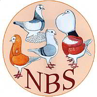 logo nbs