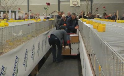 Uitkooien van de duiven voor vertrek uitkooien