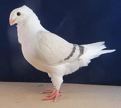 Een blauwzilver uit Bertje de 28 uit 3370xbertje