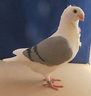 de 31 van de 547 x 3374