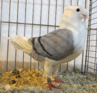 de 96 kreeg ook 96 pnt