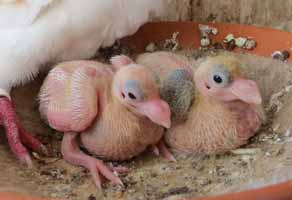 geelzilver jong blauwschild