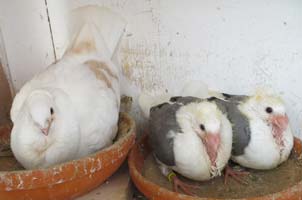 geelzilver blauwschild