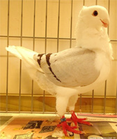 goed voor 96 pnt in Gouda de 546 bew