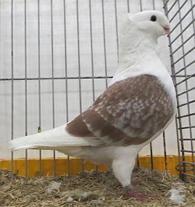 mooiste kras john de groot