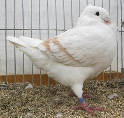 mooiste ohmeeuw klaas de with