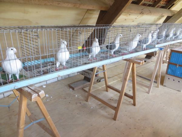 in de trainingskooi in de trainingskooi