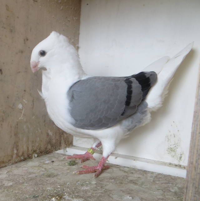 Blauwschild duivinnetje Blauwschild duivin