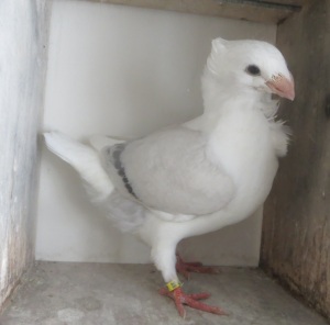 Blauwzilver donkergeband