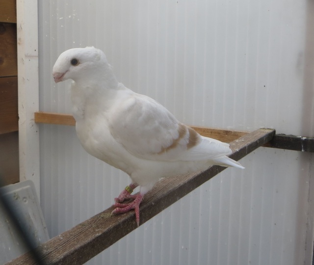 Geelzilver met voldoende vulling Geelzilver geband