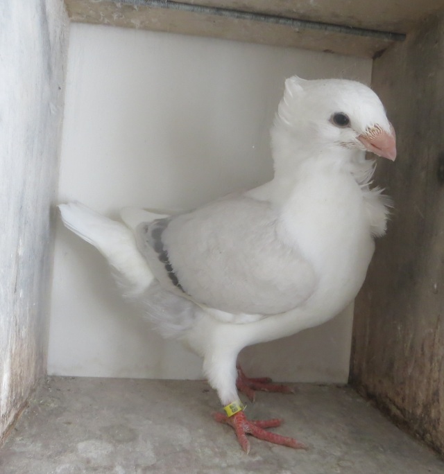 Ook een fraaie egale kleur Blauwzilver donkergeband