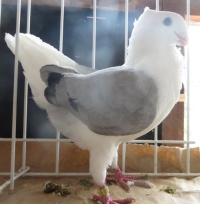 blauwschild 4025 4026kl