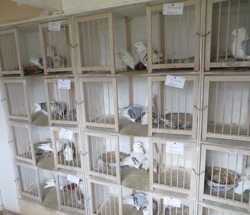 In de bak voeren In de bak voeren