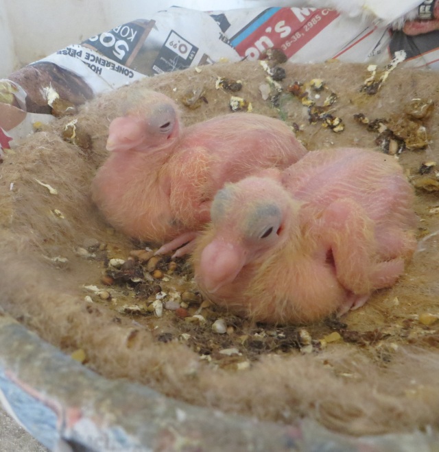 Dat worden Geelzilvers dat worden geelzilvers