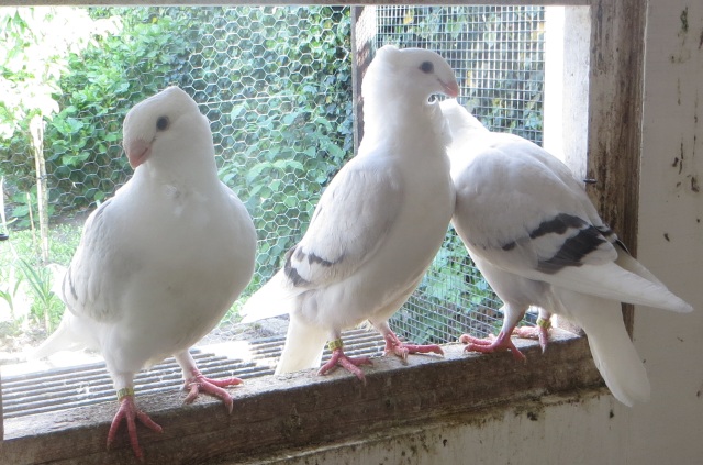 deze blijven nog even