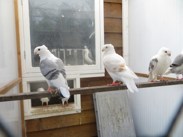 deze zijn voor de liefhebber