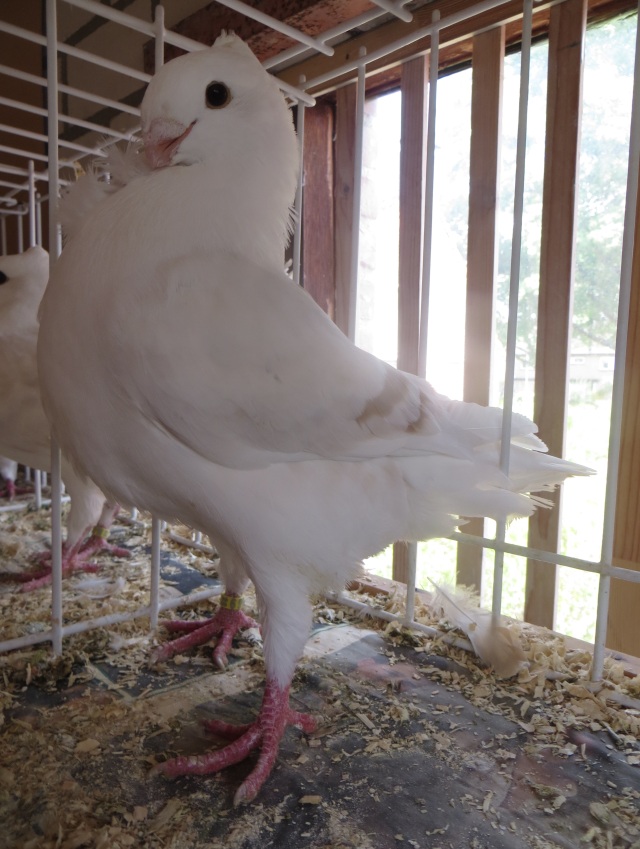 De 23 - 4006 geelzilverschild 4006