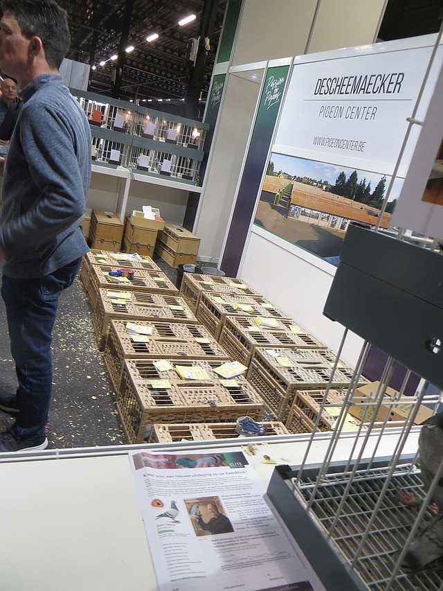 Ze hadden genoeg duiven bij zich Ze hadden genoeg duiven bij zich