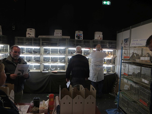 Prima verlichting bij de kooien Prima verlichting bij de kooien