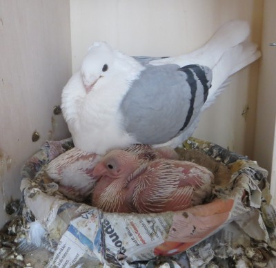 Bertje heeft er twee