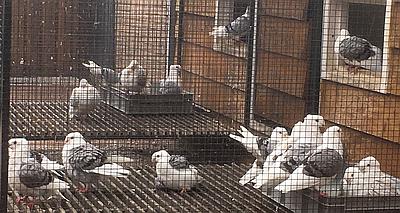 als het dan toch regent