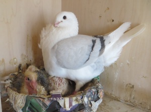 de 3374 op nest de 3374 op nest