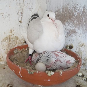 1e ei terwijl jong pas 11 dagen is de 374 16 jong ei