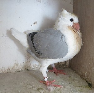 jong alleen grootgebracht