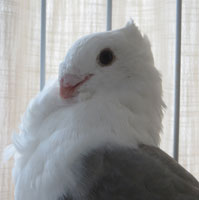 misschien wordt het wel wat