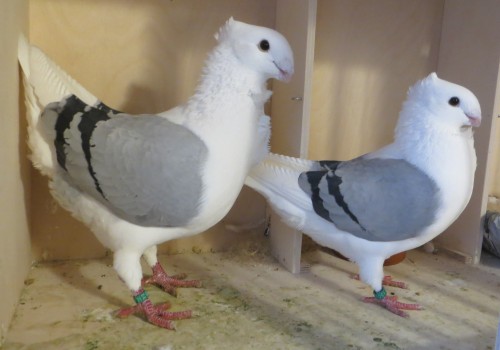 mooi koppel de 08 en de 01