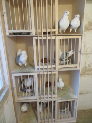 na 2 dagen netjes in het hok