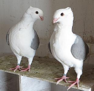 tweetal eerste ronde