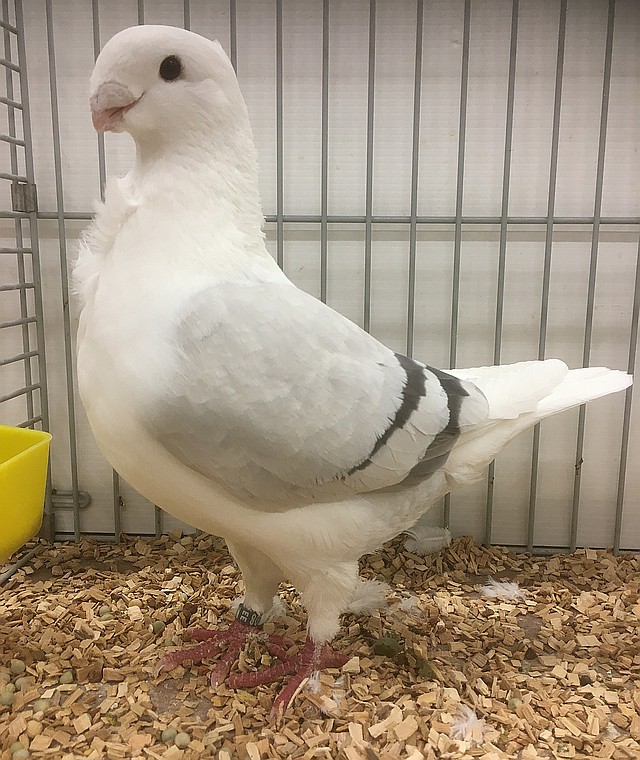 Fraaiste blauwzilverschild clubshow de 20 1308