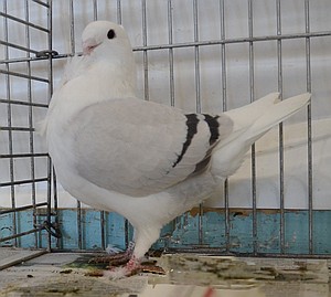 Fraaiste raseigenschappen de 1897