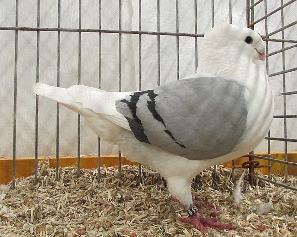 1886-22 moeder 97 duif