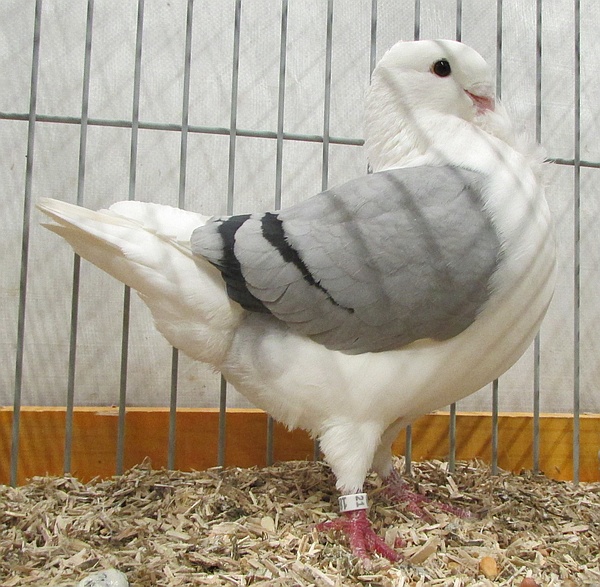 1893 21 voor de 6e maal 96