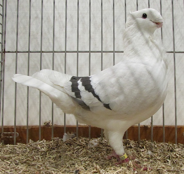 De 22 Goed voor 96 ditmaal