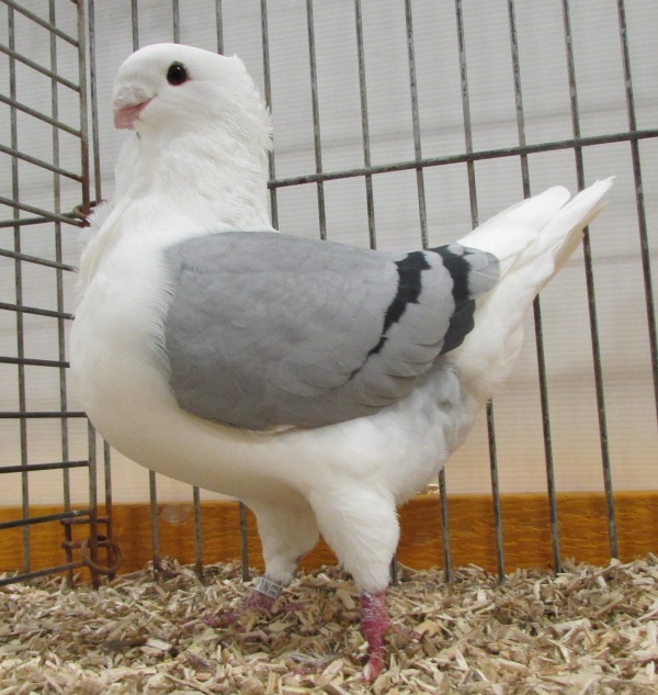 Fraaiste Blauwschilp op 1 na - 96 - 2e NBS Erecertificaat Duivin oud 2e NBS Erecertificaat 96