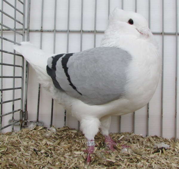 Fraaiste blauwschild op 2 na - doffer - 96 Fraaiste blauwschild doffer oud 96