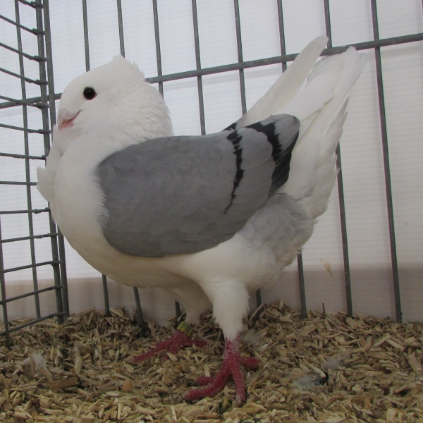 Fraaiste blauwschild zwartgeband duivin 97 Fraaiste blauwschild zwartgeband duivin 97