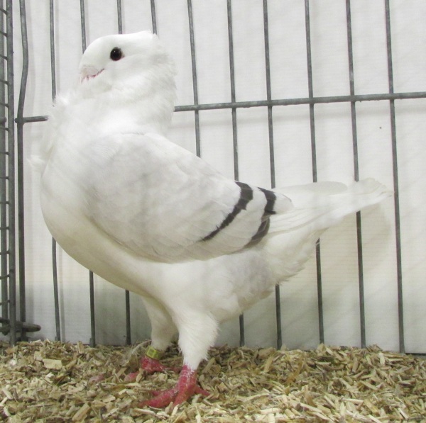 Fraaiste blauwzilverschild duivin - 96 Fraaiste blauwzilverschild duivin 96