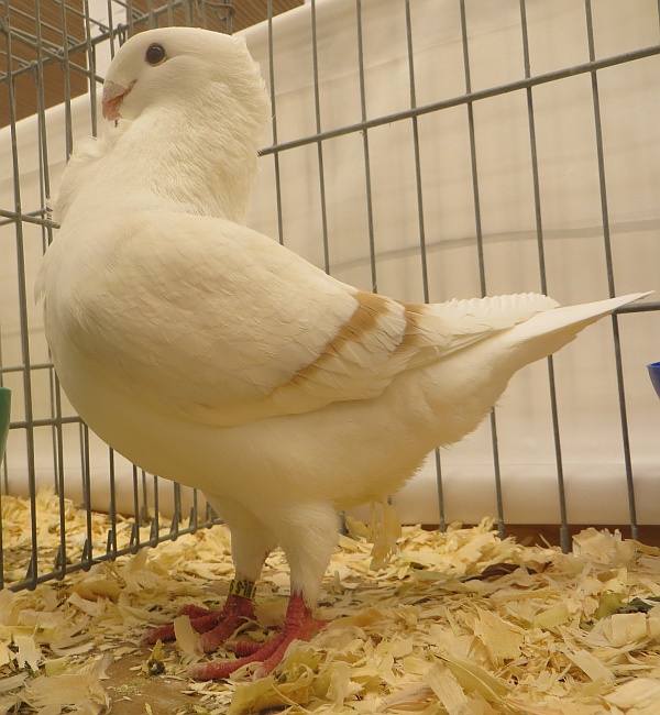 Gelderlandshow 2023 Een fraaie 96 duivin Gelderlandshow 2023 Een fraaie 96 duivin