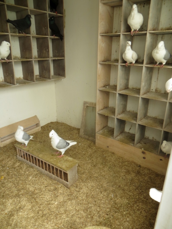 Bodembedekking Gelderlandshow 2023 bodembedekking