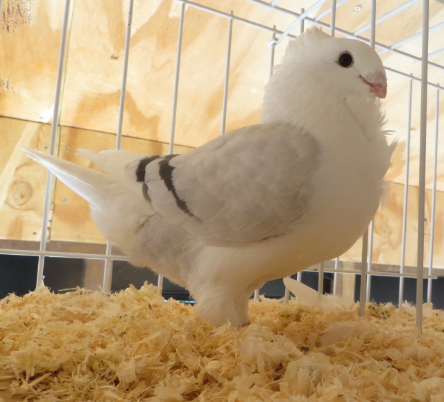 Fraaiste duivin v.d. show op 1 na fraaiste duivin op 1 na blauwzilverschild de 4052