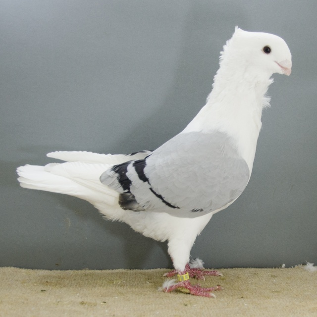 Fraaiste doffer v.d. show fraaiste blauwschild dzwartgeband de 4025