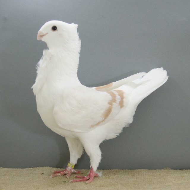 Fraaiste duivin v.d. show fraaiste geelzilverschild de 4032