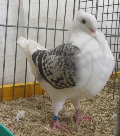 Blauwilverschild gekrast John de Groot Noordshow 96pnt