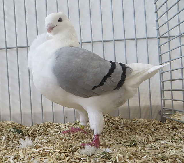 De 23 4028 snaveldruk